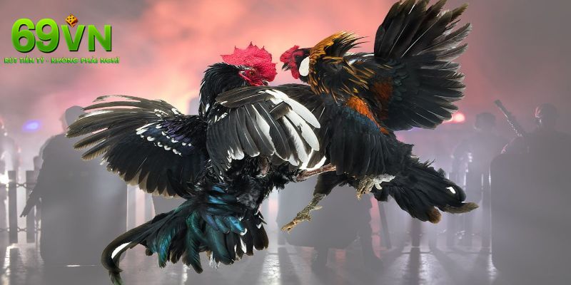 Đá Gà 69VN – Đấu Trường Đỉnh Cao Của Những Chiến Kê 4 GIới thiệu khái quát đá gà 69VN